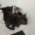 🐾 Minik Patiler Yeni Yuvalarını Arıyor! 🏡 fotoğraf