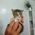 🐾 Minik Patiler Yeni Yuvalarını Arıyor! 🏡 fotoğraf