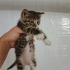 🐾 Minik Patiler Yeni Yuvalarını Arıyor! 🏡 fotoğraf