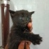 🐾 Minik Patiler Yeni Yuvalarını Arıyor! 🏡 fotoğraf