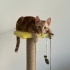 ENERJİK TEMAS BAĞIMLISI KEDİ fotoğraf