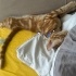 ENERJİK TEMAS BAĞIMLISI KEDİ fotoğraf