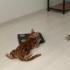 ENERJİK TEMAS BAĞIMLISI KEDİ fotoğraf
