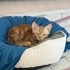 ENERJİK TEMAS BAĞIMLISI KEDİ fotoğraf