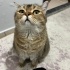 Bu sakin güzel yavrumuza sıcak bir yuva fotoğraf
