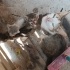 Tekir kedi ve yavruları fotoğraf
