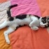 Çok oyuncu insan canlısı Çilek fotoğraf