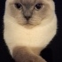 Tatlı ve uysal bir kedi fotoğraf