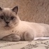 Tatlı ve uysal bir kedi fotoğraf
