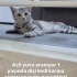 Cok uysal sadece fazla sevgi istiyor