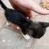Yavru kedi acil fotoğraf