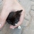 Yavru kedi acil fotoğraf