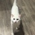 Acil! Sevimli kedimiz pamuğa sıcak bir yuva arıyoruz🥰 fotoğraf