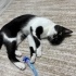 Chipli, Karneli, Aşılı ve Eşyalı Sahiplendirme fotoğraf