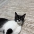 Chipli, Karneli, Aşılı ve Eşyalı Sahiplendirme fotoğraf