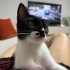Chipli, Karneli, Aşılı ve Eşyalı Sahiplendirme fotoğraf