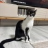 Chipli, Karneli, Aşılı ve Eşyalı Sahiplendirme fotoğraf