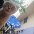 acil yuva, hamile scotish fotoğraf