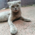 acil yuva, hamile scotish fotoğraf