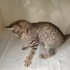 Sakat kedi lütfen çok acil yuva