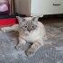 İnsan canlısı uslu yaramazlık yapmayan çok uyuyan bir kedi
