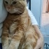 Uysal bir kedi cinsi tekir ama inanın tekirle alakası yok fotoğraf