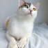 ANKARA KEDİSİ MELEZİ 4AYLIK SAĞLIKLIİİLK AŞILI KIZIM BADEM fotoğraf