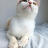 ANKARA KEDİSİ MELEZİ 4AYLIK SAĞLIKLIİİLK AŞILI KIZIM BADEM fotoğraf