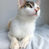 ANKARA KEDİSİ MELEZİ 4AYLIK SAĞLIKLIİİLK AŞILI KIZIM BADEM fotoğraf