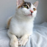 ANKARA KEDİSİ MELEZİ 4AYLIK SAĞLIKLIİİLK AŞILI KIZIM BADEM fotoğraf