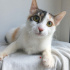 ANKARA KEDİSİ MELEZİ 4AYLIK SAĞLIKLIİİLK AŞILI KIZIM BADEM fotoğraf