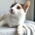 ANKARA KEDİSİ MELEZİ 4AYLIK SAĞLIKLIİİLK AŞILI KIZIM BADEM fotoğraf