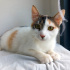 ANKARA KEDİSİ MELEZİ 4AYLIK SAĞLIKLIİİLK AŞILI KIZIM BADEM fotoğraf