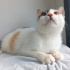 ANKARA KEDİSİ MELEZİ 4AYLIK SAĞLIKLIİİLK AŞILI KIZIM BADEM fotoğraf