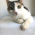 ANKARA KEDİSİ MELEZİ 4AYLIK SAĞLIKLIİİLK AŞILI KIZIM BADEM fotoğraf