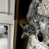 ÜCRETSİZ YAVRU KEDİ SAHİPLENDİRME fotoğraf