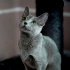 0534 216 08 72 RUSSIAN BLUE CİNSİ 3 AYLIK AŞILI SAĞLIKLI KIZIM OLGA fotoğraf