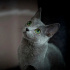 0534 216 08 72 RUSSIAN BLUE CİNSİ 3 AYLIK AŞILI SAĞLIKLI KIZIM OLGA fotoğraf