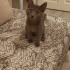 0534 216 08 72 RUSSIAN BLUE CİNSİ 3 AYLIK AŞILI SAĞLIKLI KIZIM OLGA fotoğraf