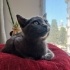 0534 216 08 72 RUSSIAN BLUE CİNSİ 3 AYLIK AŞILI SAĞLIKLI KIZIM OLGA fotoğraf