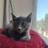 0534 216 08 72 RUSSIAN BLUE CİNSİ 3 AYLIK AŞILI SAĞLIKLI KIZIM OLGA fotoğraf