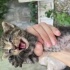 Bebekler ömürlük yuvasını arıyor fotoğraf