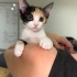 Minicik 2 aylık yumoş 3 renkli bebek kedi, çekingen ve sakin yapılı fotoğraf