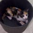 Minicik 2 aylık yumoş 3 renkli bebek kedi, çekingen ve sakin yapılı fotoğraf