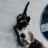 Minicik 2 aylık yumoş 3 renkli bebek kedi, çekingen ve sakin yapılı fotoğraf