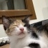 Minicik 2 aylık yumoş 3 renkli bebek kedi, çekingen ve sakin yapılı fotoğraf
