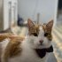 Güç’e güzel bir yuva arıyoruz fotoğraf