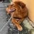 Chow chow golden mix yuva arıyor fotoğraf