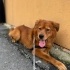 Chow chow golden mix yuva arıyor fotoğraf