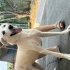 Bembeyaz labrador mix yuva arıyor fotoğraf